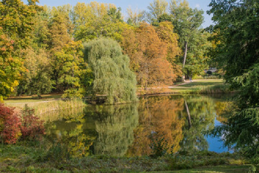 Staw w parku